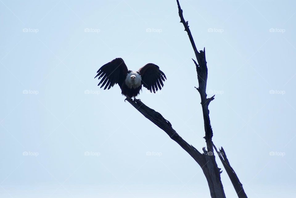 A fish eagle 🦅
