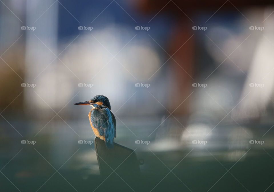 Rear view of a Kingfisher