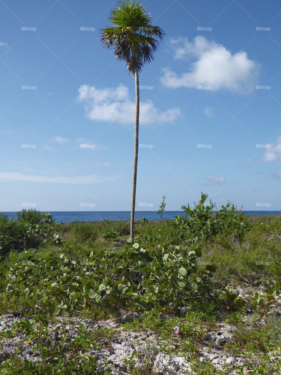 Single palmtree on Cuba south Coast