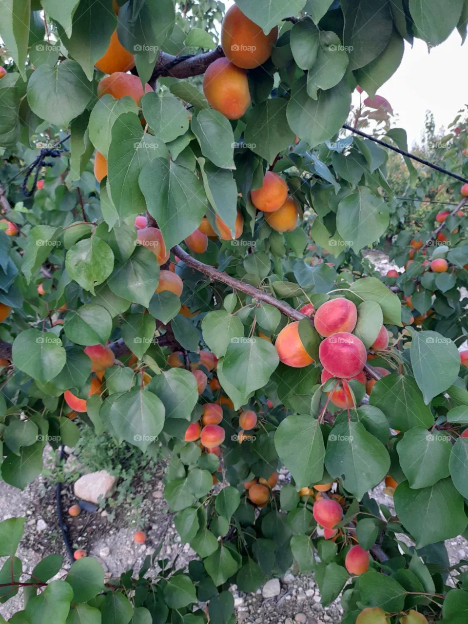 fruits