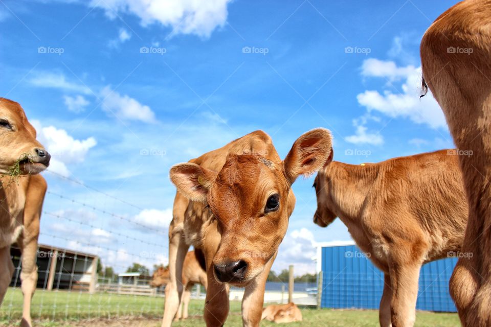Close-up of brown calf in farm