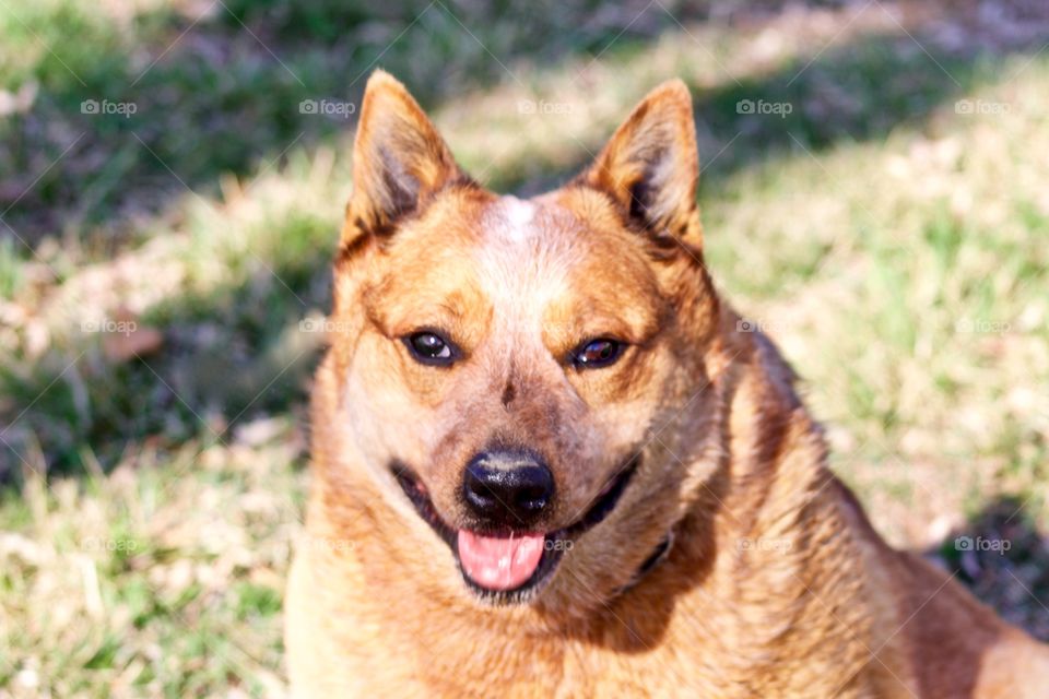 Happy Australian Cattle Dog / Red Heeler enjoying a beautiful day 