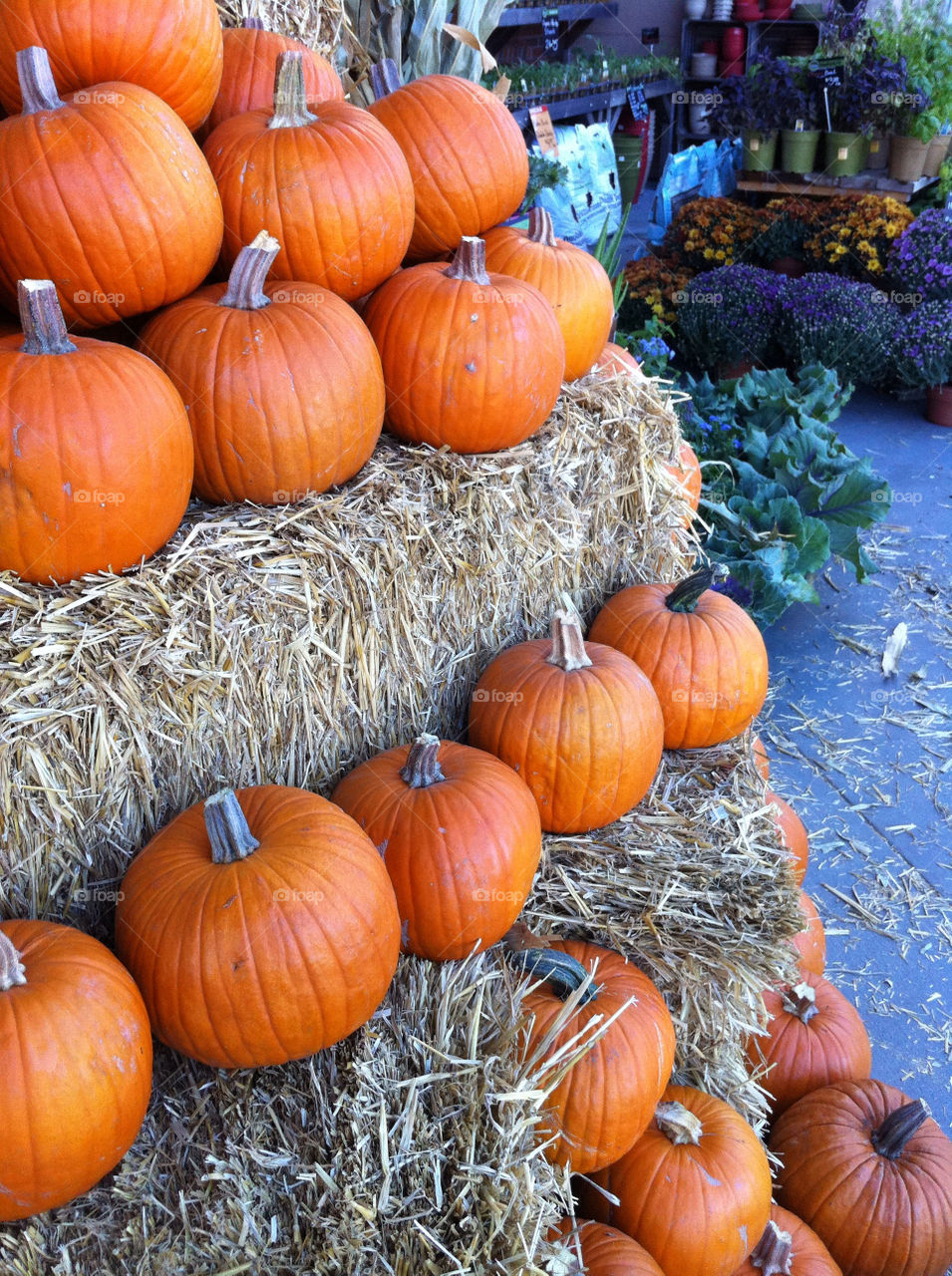 orange pumpkin vegetable hay by gene916