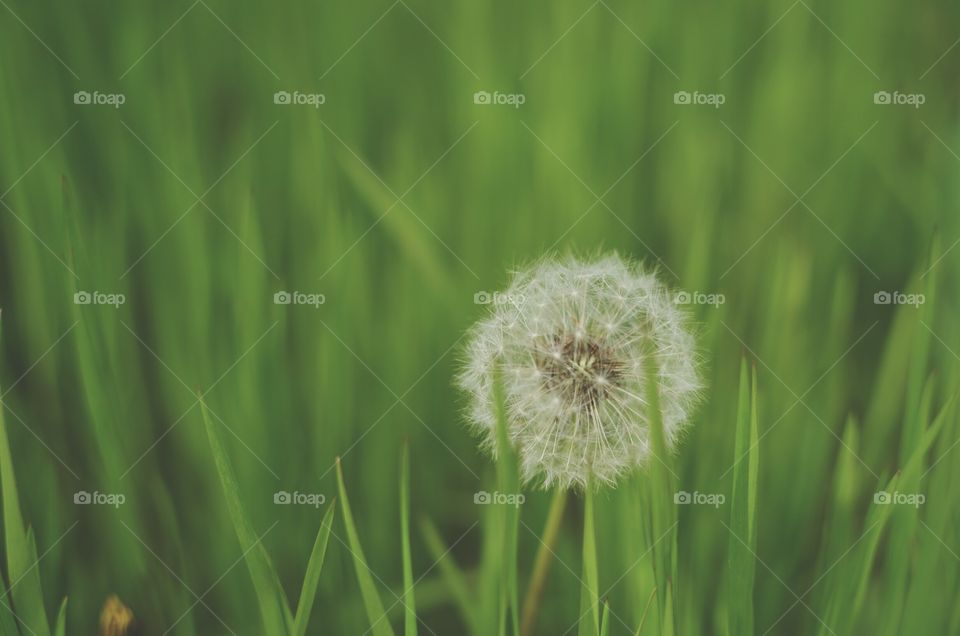 Dandelion