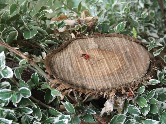insect