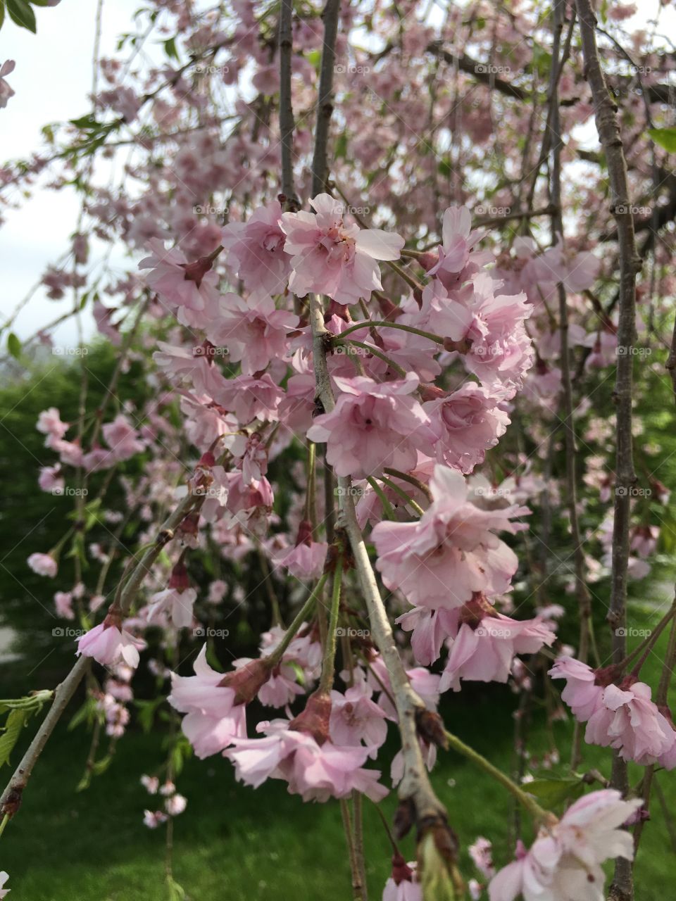 Blossoms in CT in early May