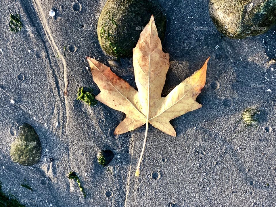 Foap Mission First Signs Of Autumn! Simplistic Single Fall Leaf On The Shore Of A Small Island In The Puget Sound!