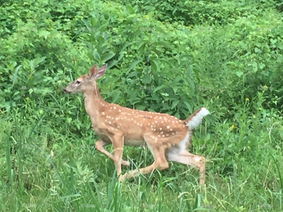 Baby deers in the grass.
