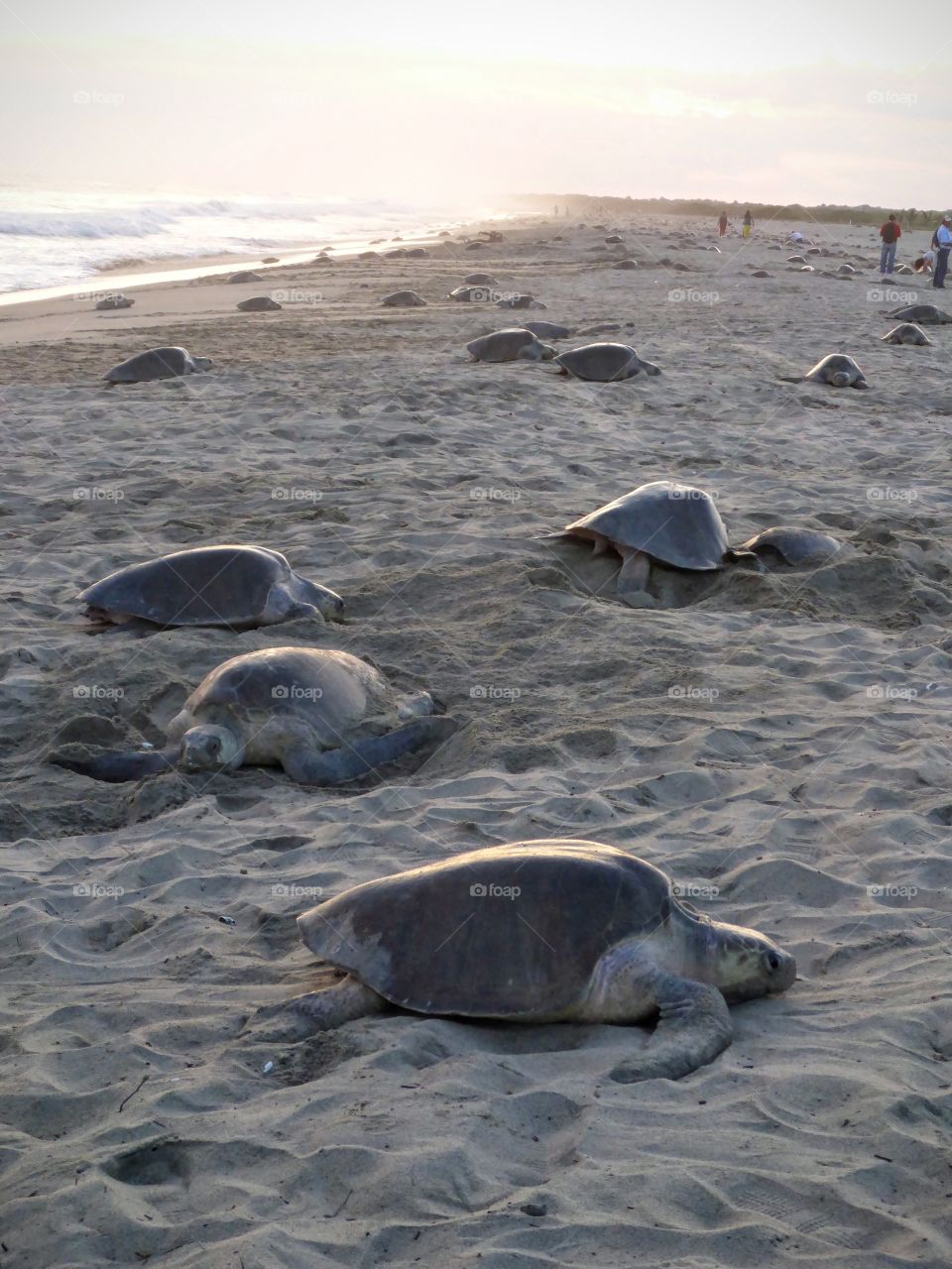 Olive Ridley turtles nesting, Mexico