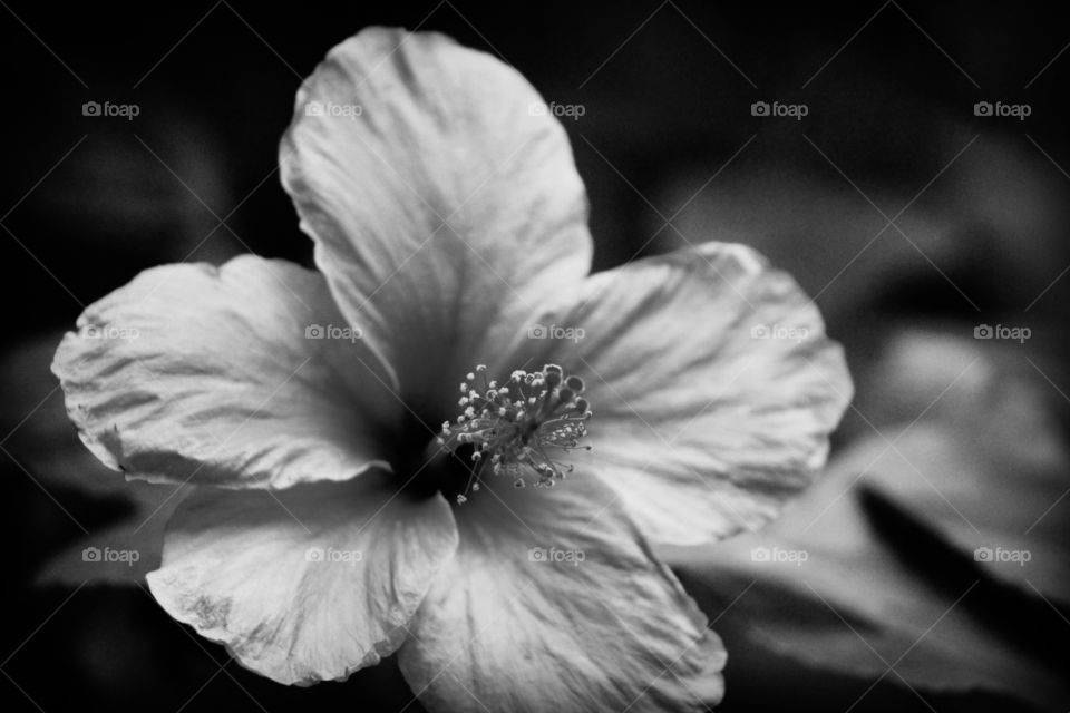 Black and white hibiscus flower