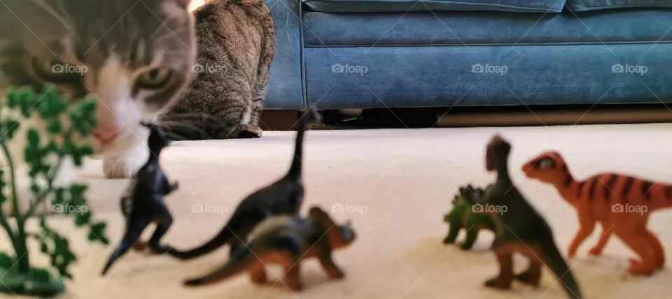 Adult tabby cat and adult grey and white cat in the background with toy plastic dinosaurs in the foreground with teal sofa backdrop