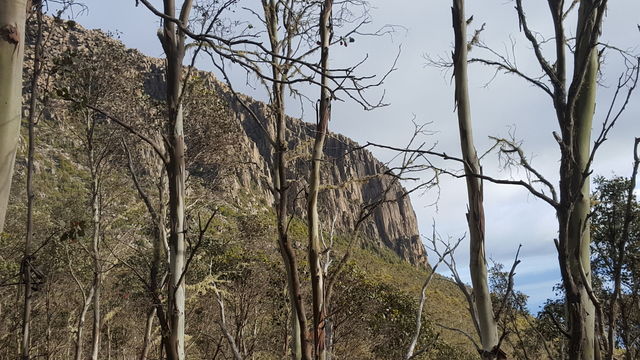 The Organ Pipes