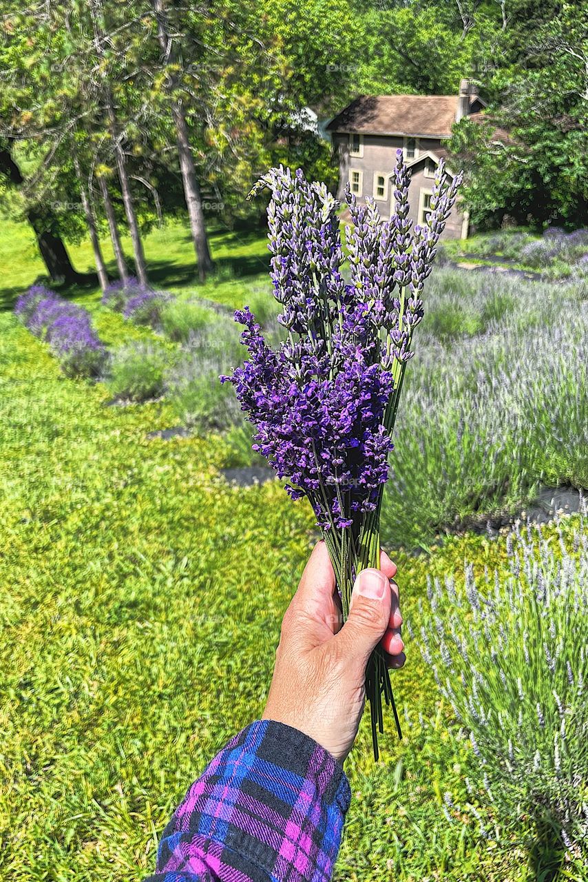 Hand holding lavender bouquet of flowers in a field