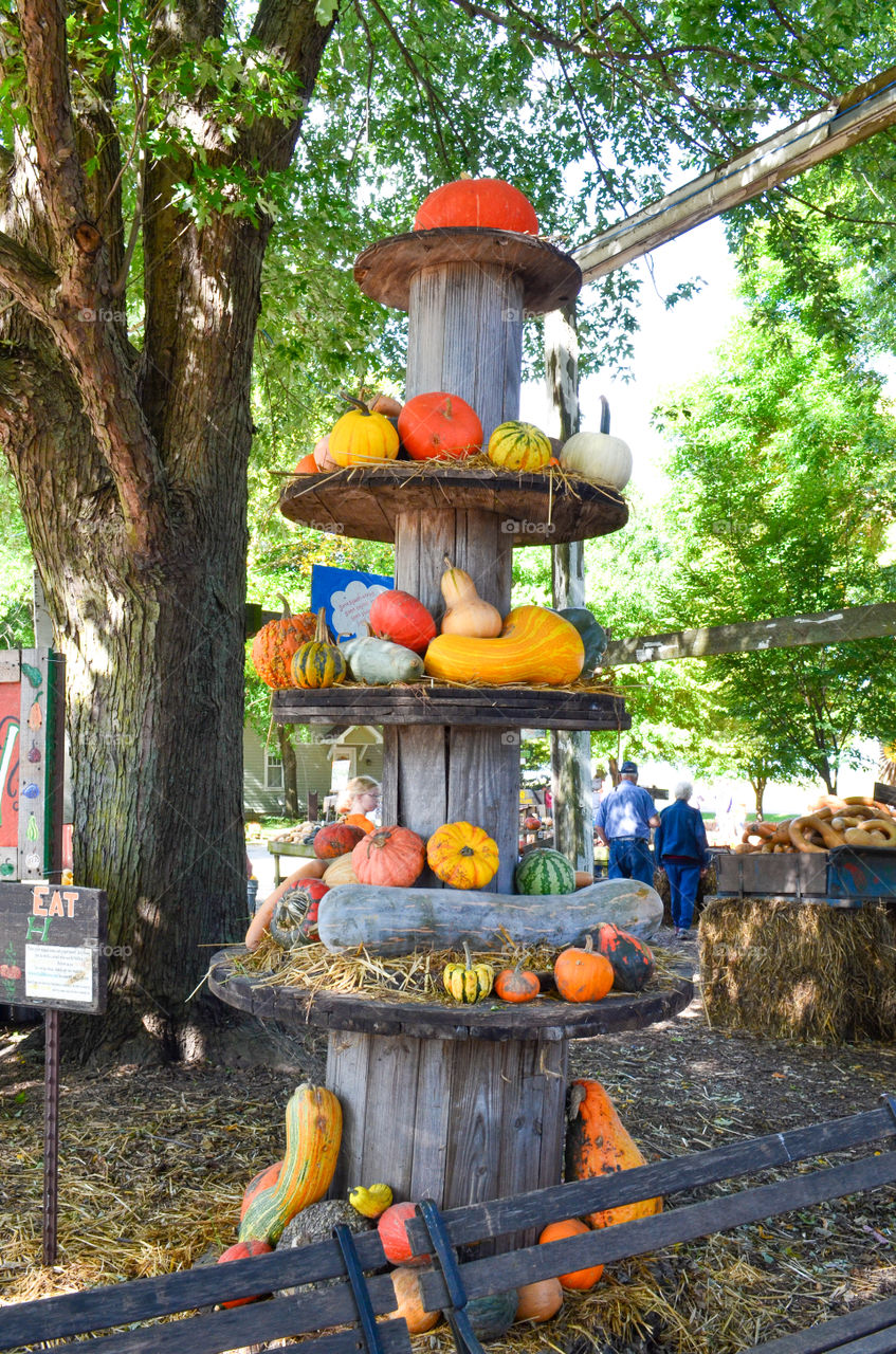 Squash display at a local pumpkin patch in the fall