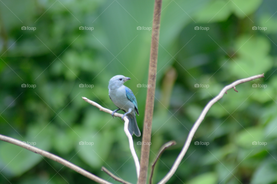 Blue bird