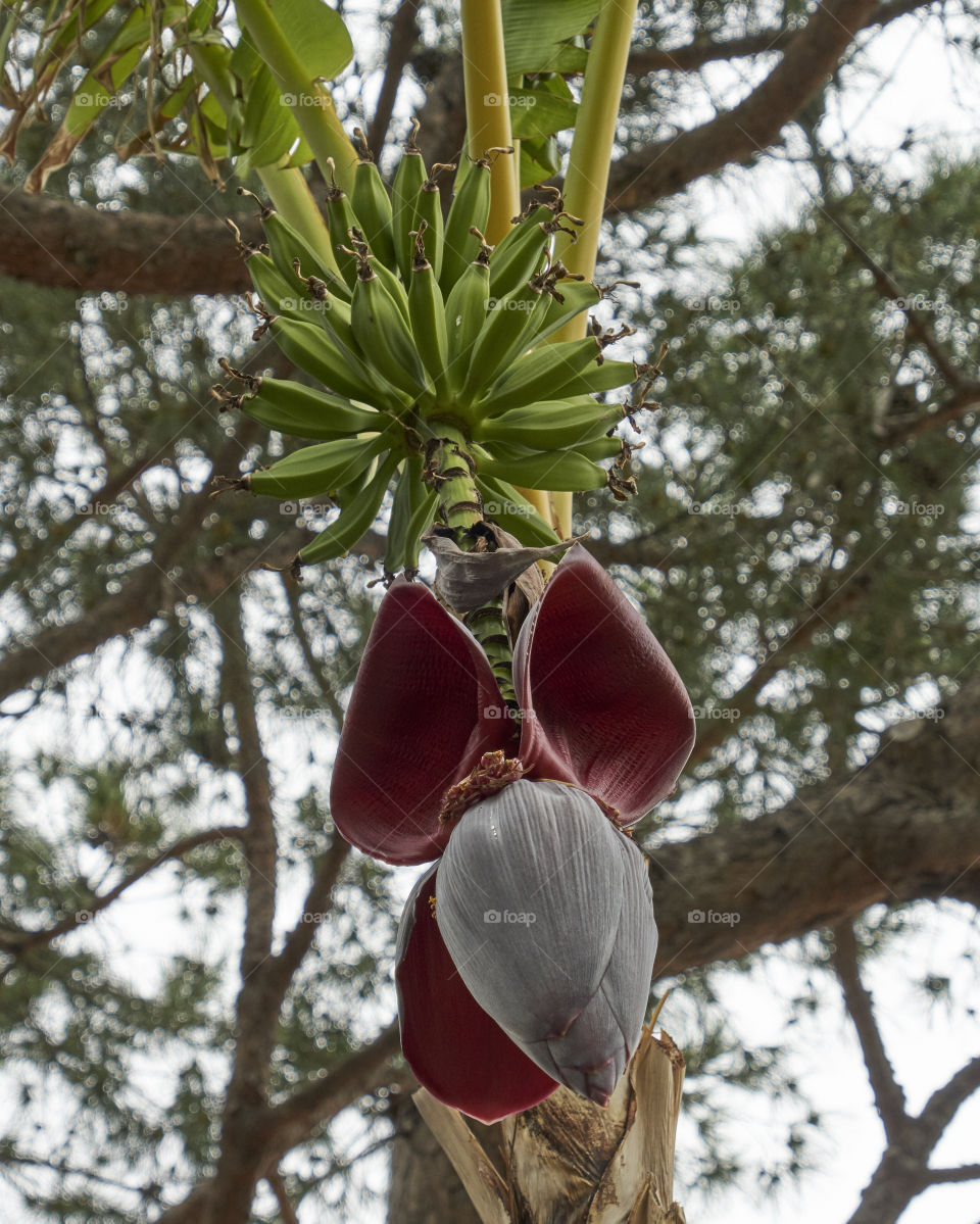 Nature, Tree, No Person, Outdoors, Leaf