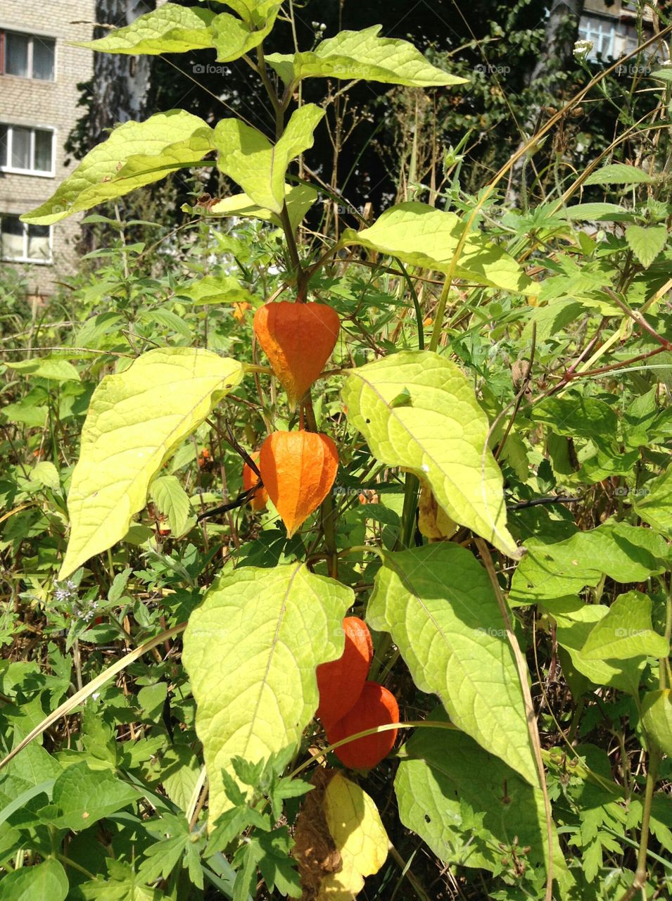 Physalis plant