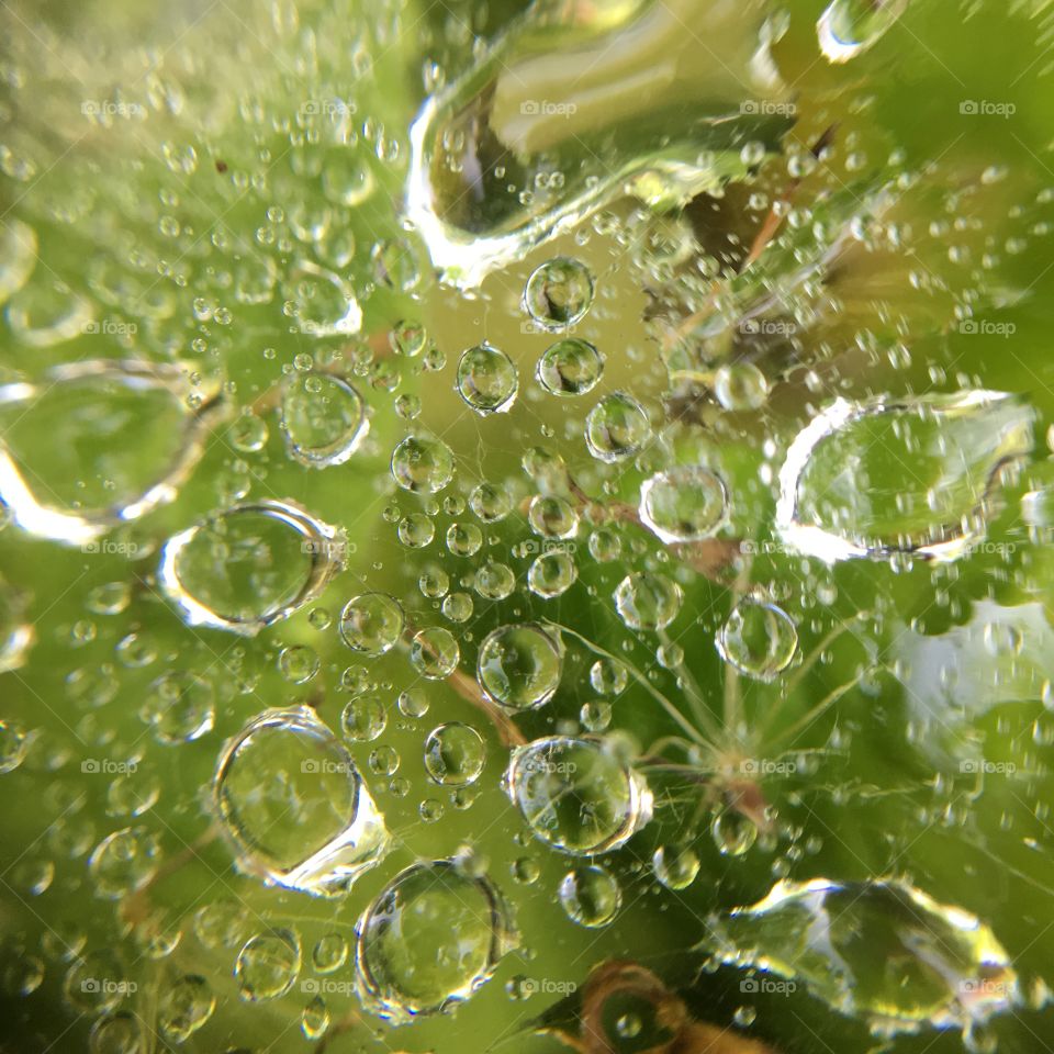 Dew drops on spiderweb with spider underneath