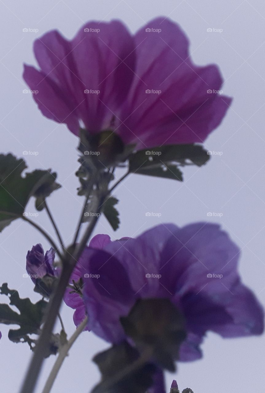 mauve lavatera evening time