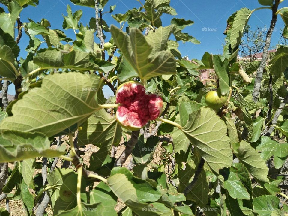 Beautiful seed of fig tree.