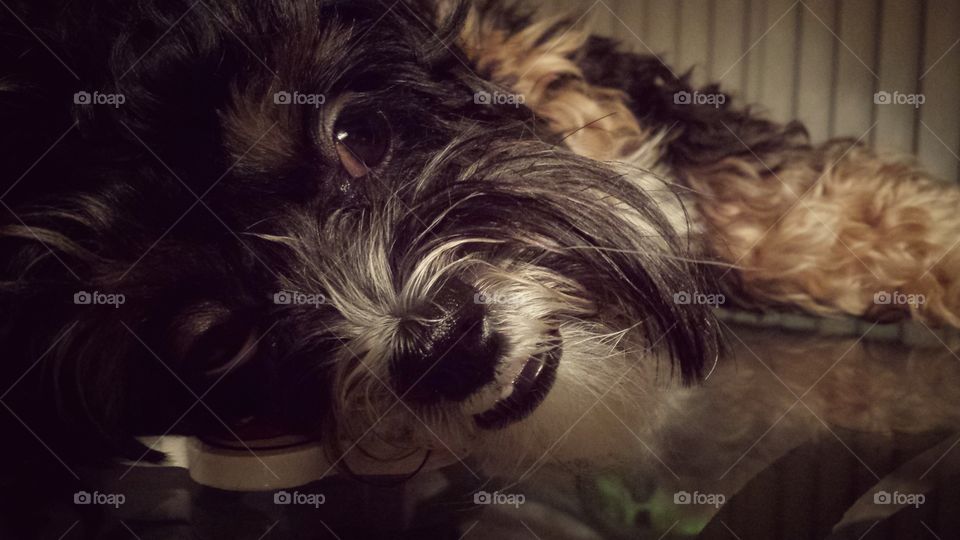 Sleepy Puppy. Resting Head on Coaster