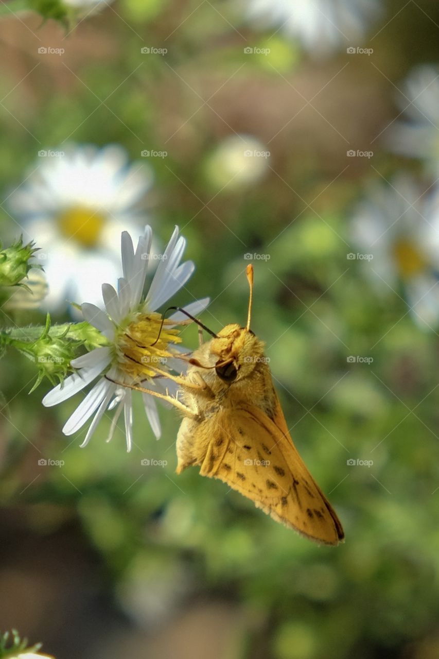 A fiery skipper sucking down some nectar at Yates Mill County Park in Raleigh North Carolina. 