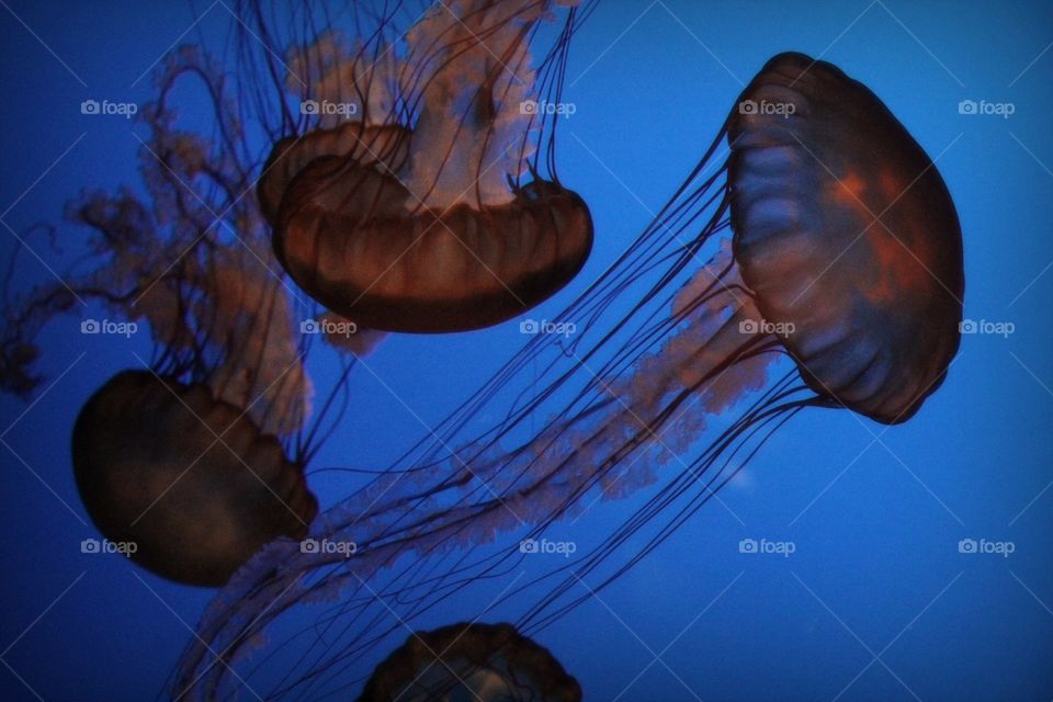 Jellyfish - Monterey Aquarium (Monterey, CA)