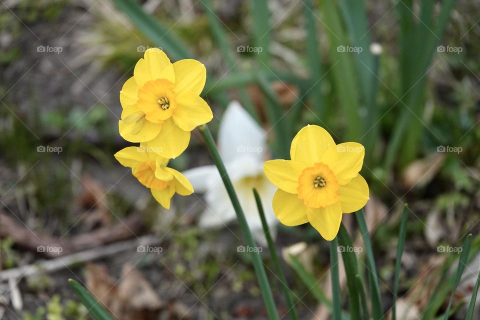 Photo of yellow flowers narcissus. Background Daffodil narcissus with yellow buds and green leaves. High quality photo
