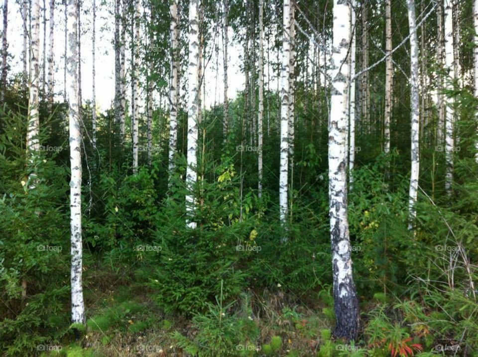 Gifts of the Finnish Forest