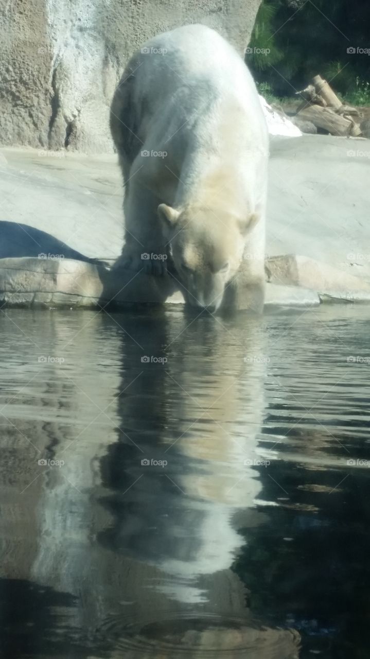 Drinking Polar Bear