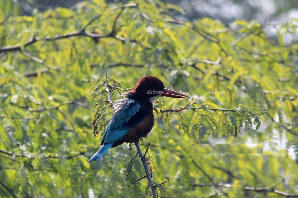 A kingfisher resting on the branch