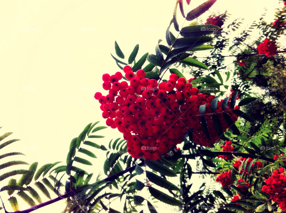 nature heart russian federation rowan by kakk_madda_fakka