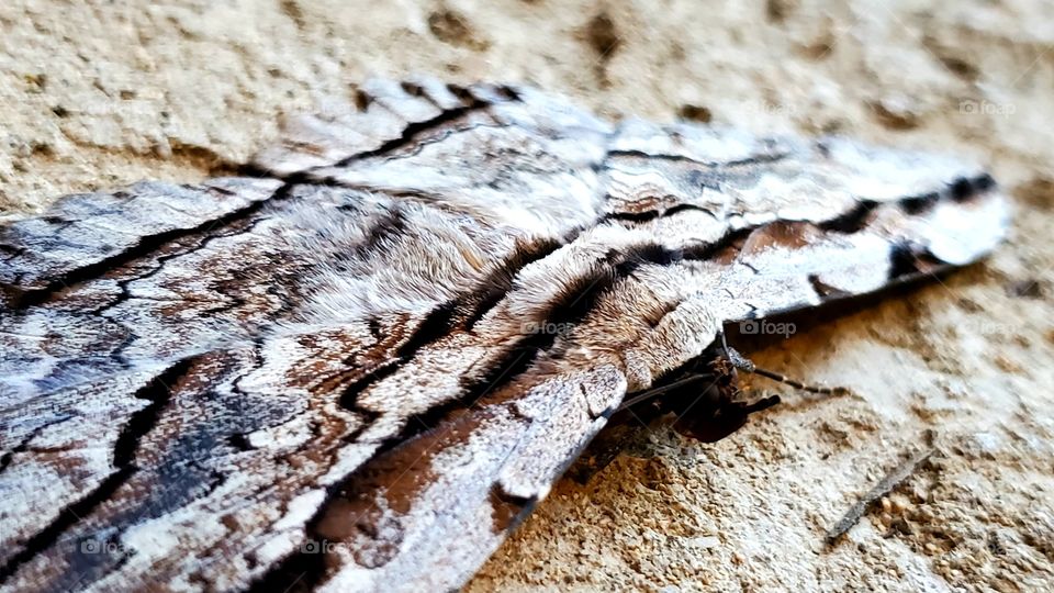 Owl Moth Thysania zenobia