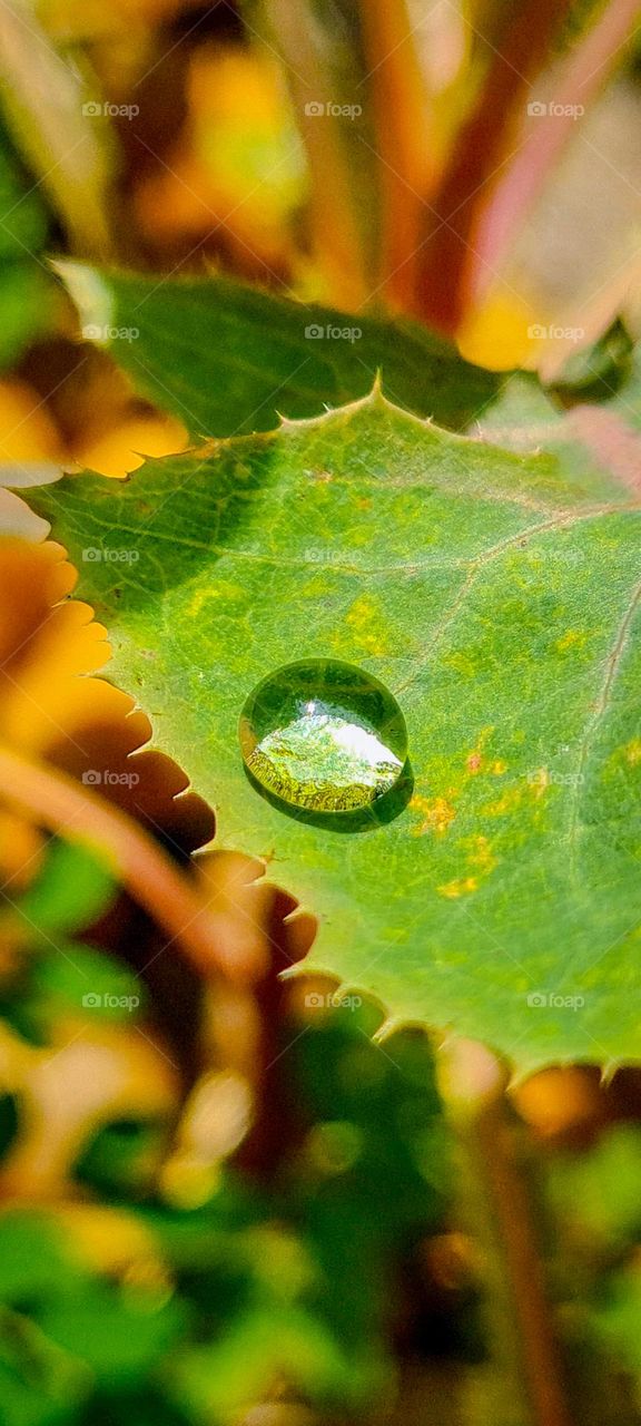 Macro Photo: Perfect raindrop on the leaf.