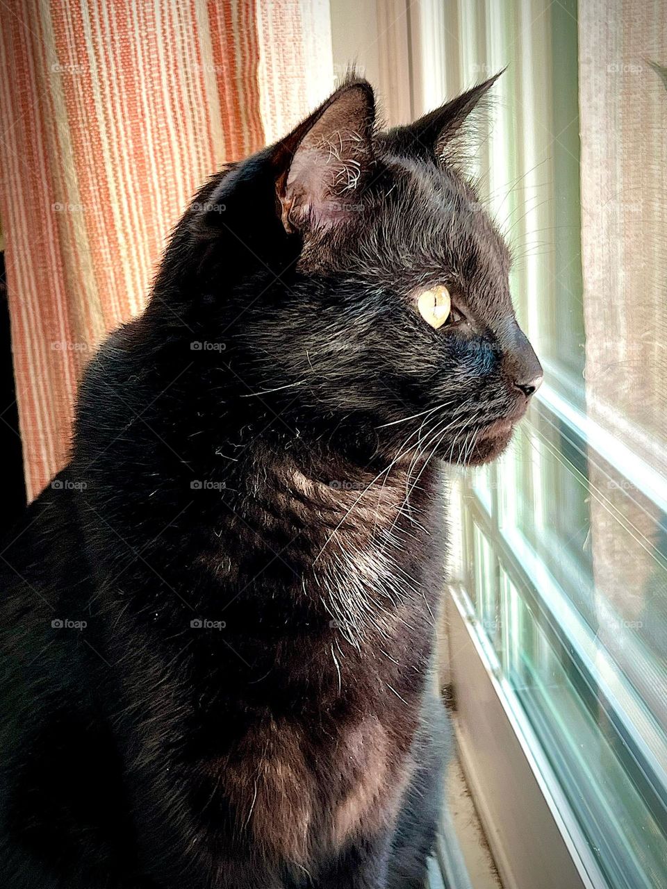 Pretty mostly black cat looking out the window 