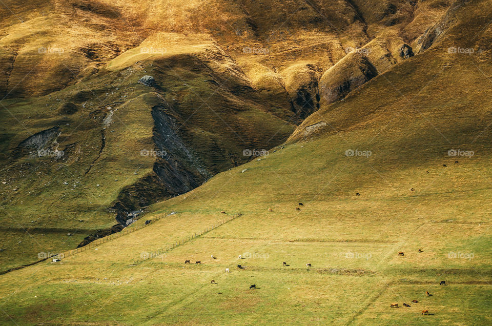 Autumn landscape with cow grazing on big grass hills mountain pastures. The mountain slopes in Ushguli, Upper Svaneti, Georgia