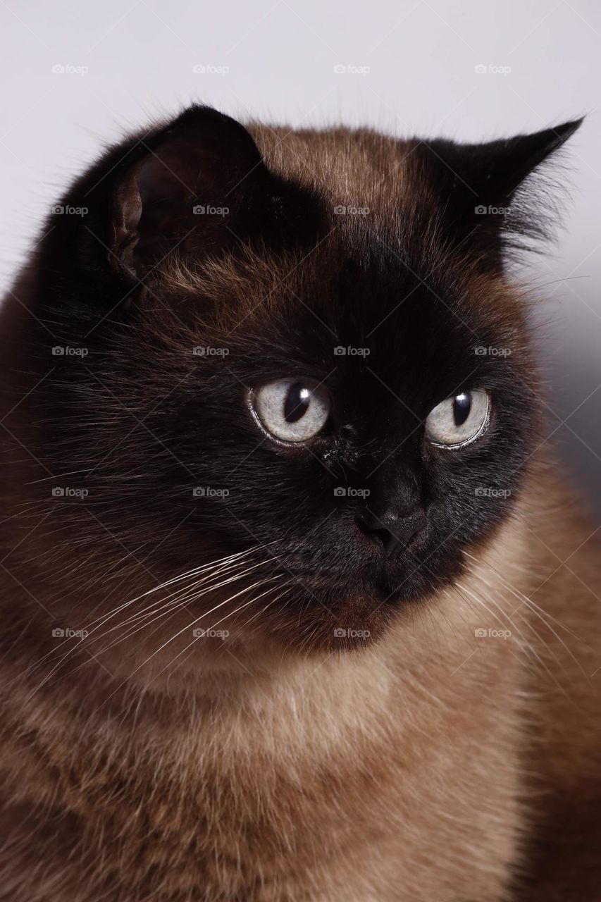 siamese cat with blue eyes