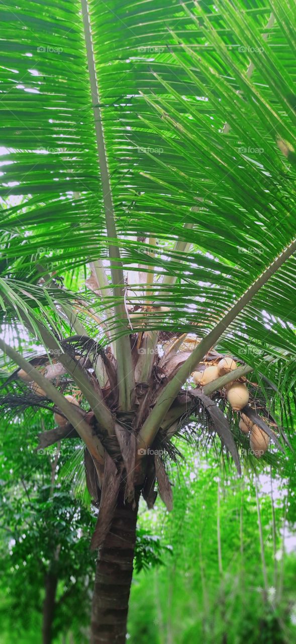 coconut tree