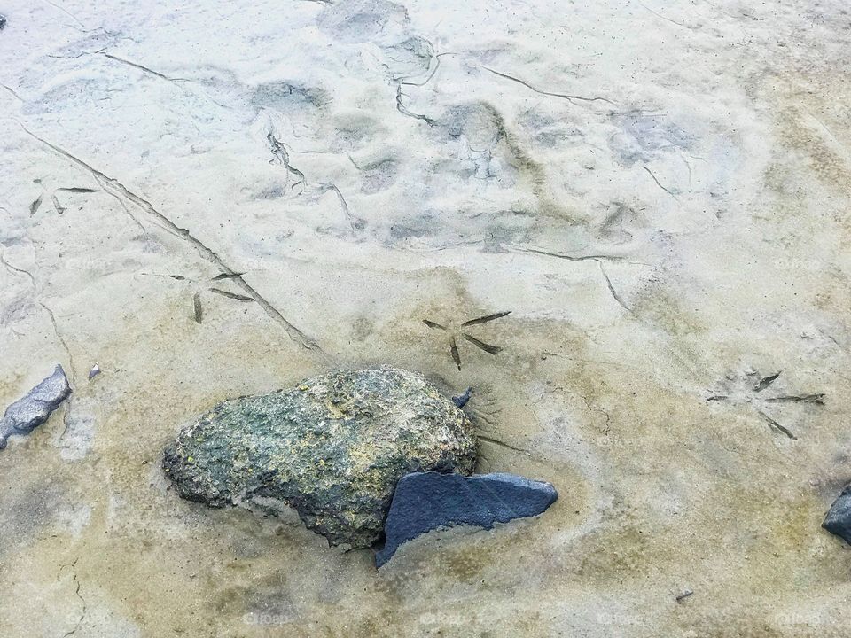 Bird prints on the riverbank 