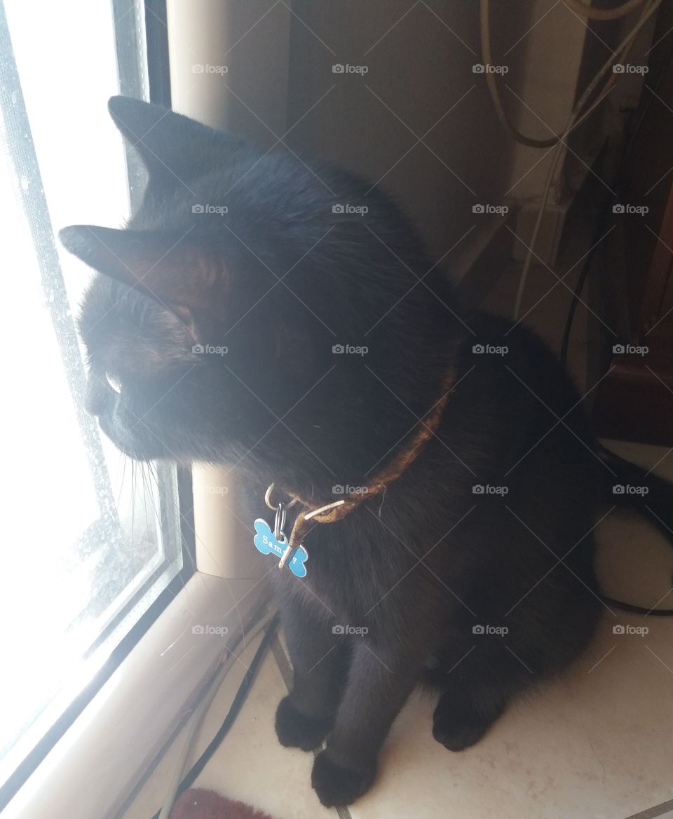 black cat kitten pets