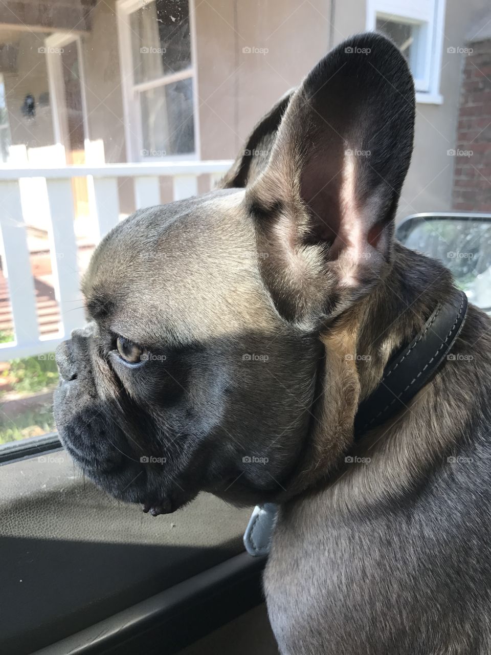 Pensive frenchie