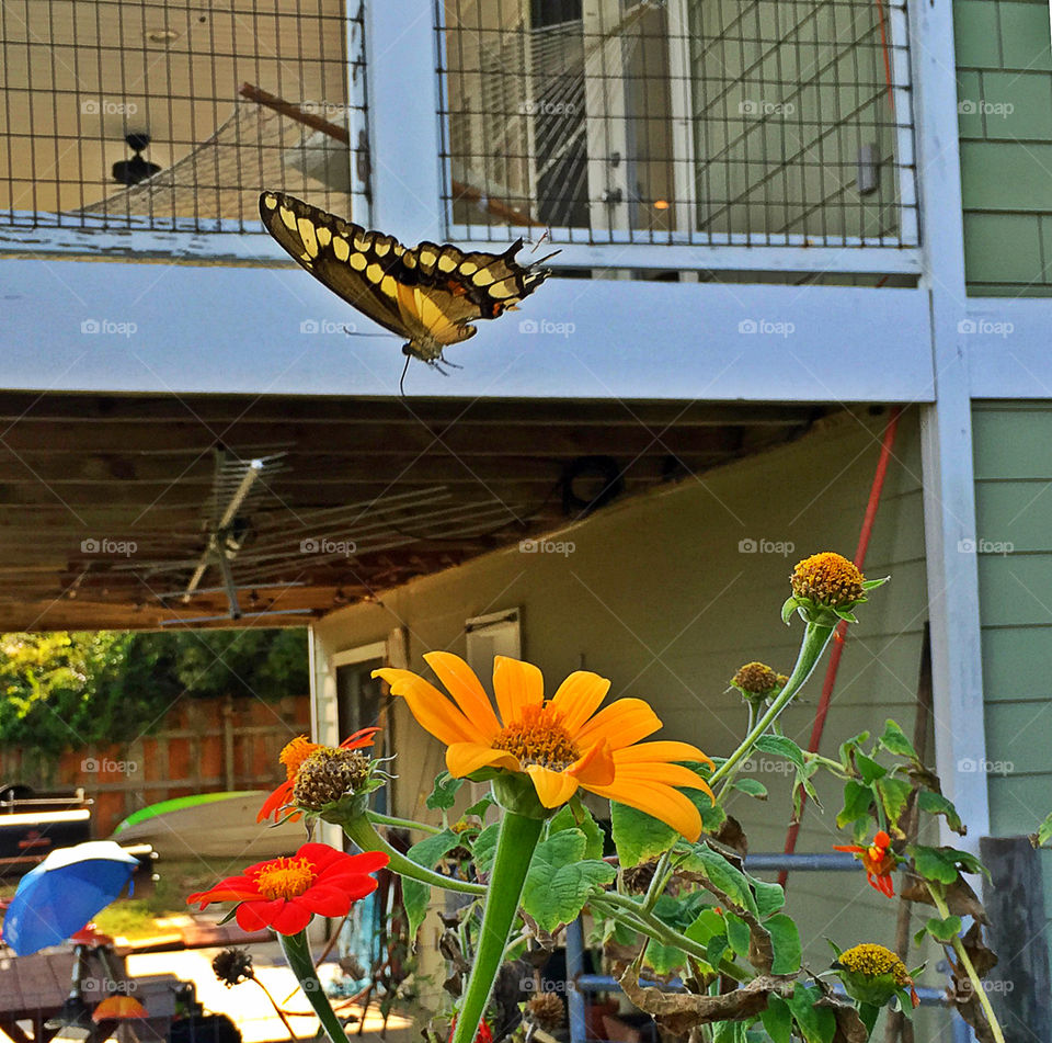 Butterfly flying over flowers