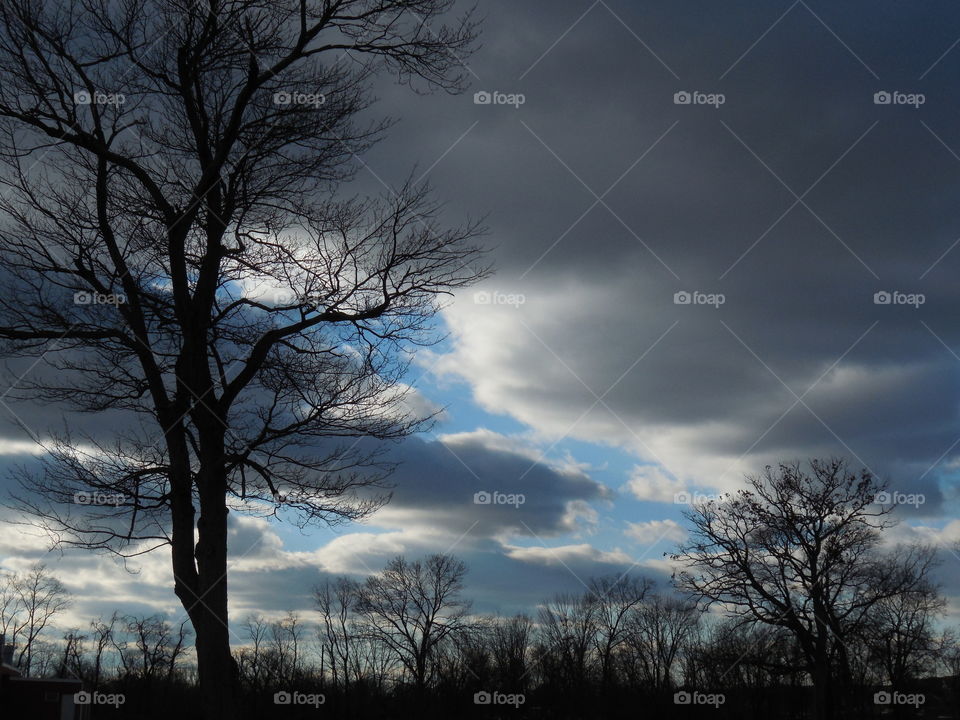 Evening clouds black trees