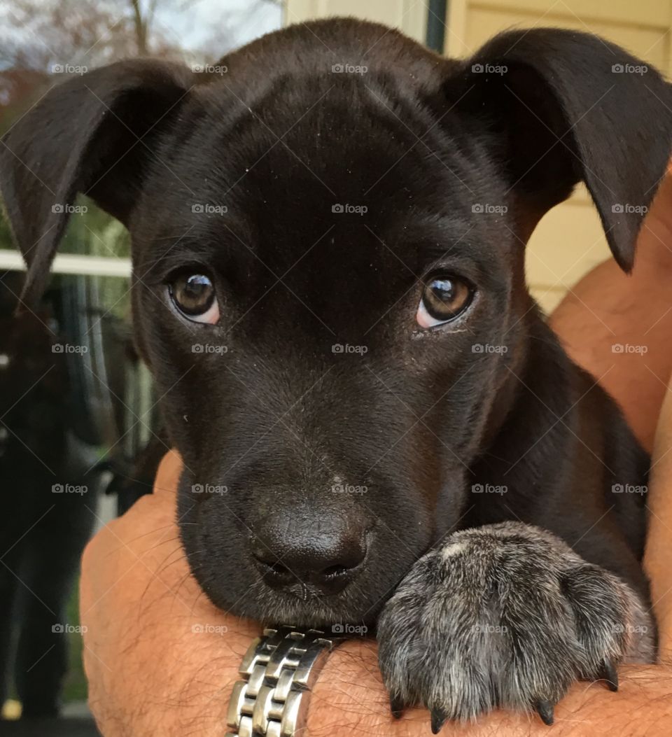 Person carrying puppy