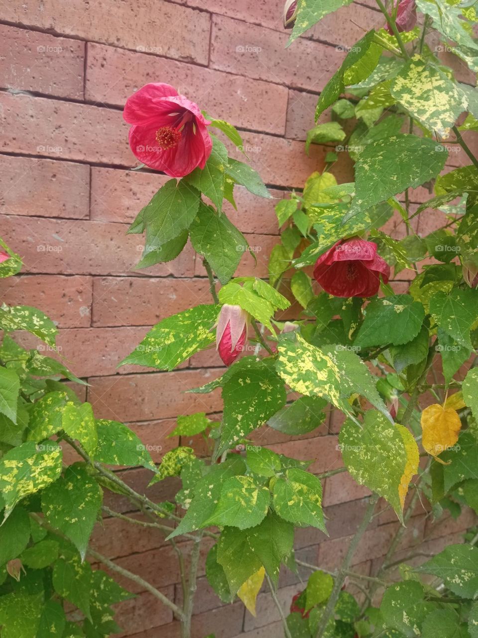 Floreciendo sobre ladrillos