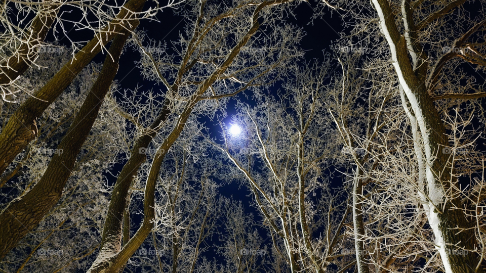 Winter fairy tale ❄️ Night sky❄️ Trees ❄️