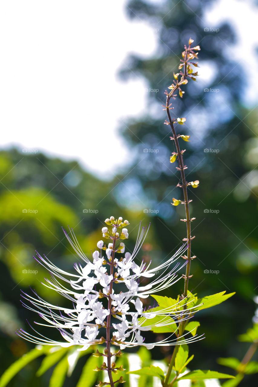 Cat whiskers plant (Orthosiphon aristatus)