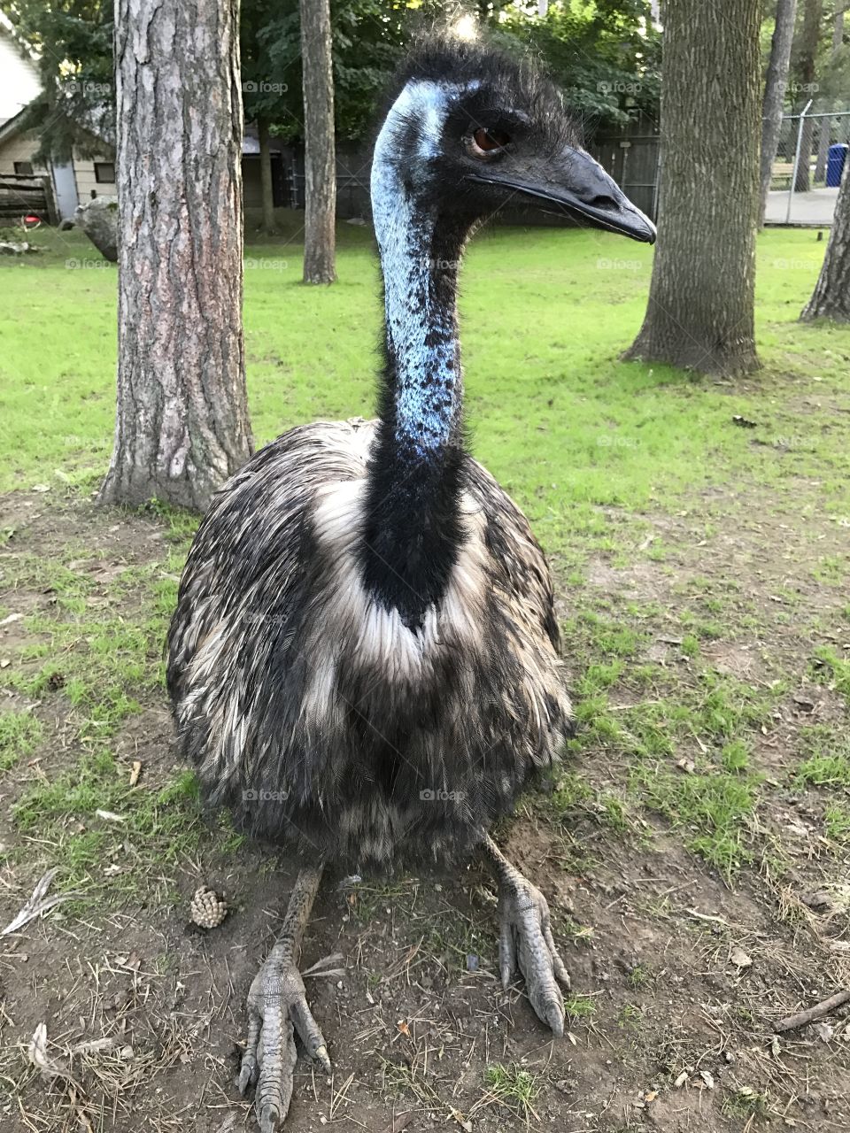 Sitting Emu