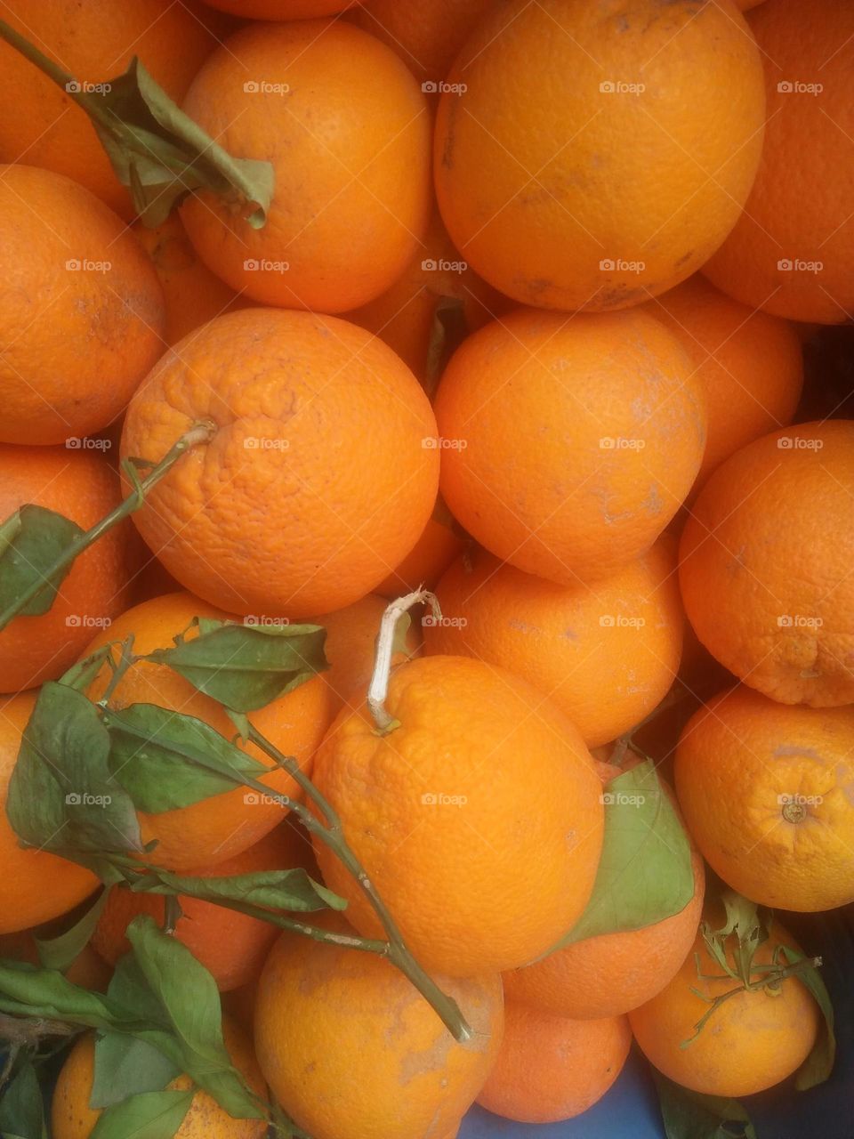 The oranges.