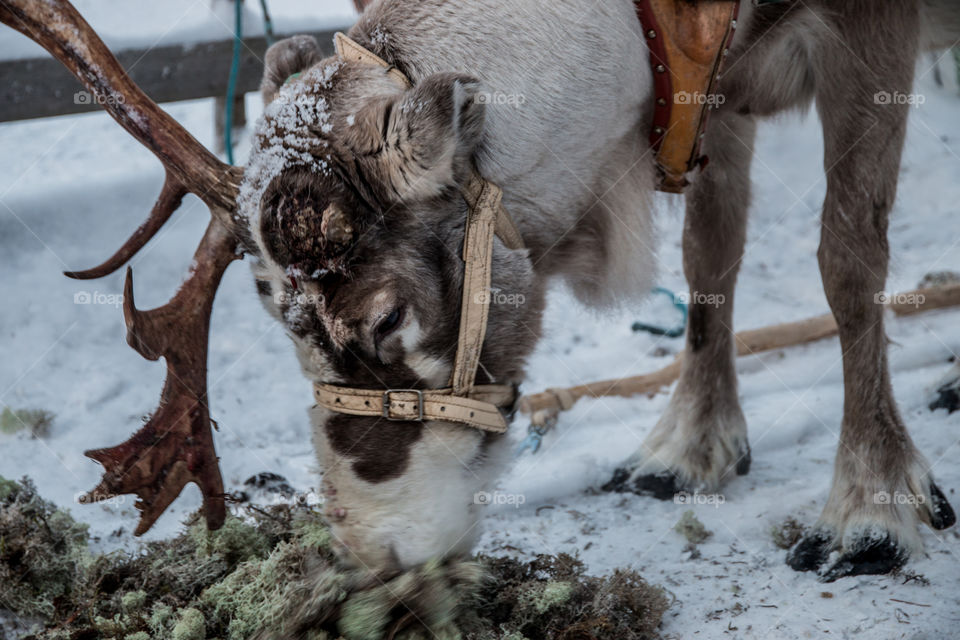 Reindeer eating moss on field